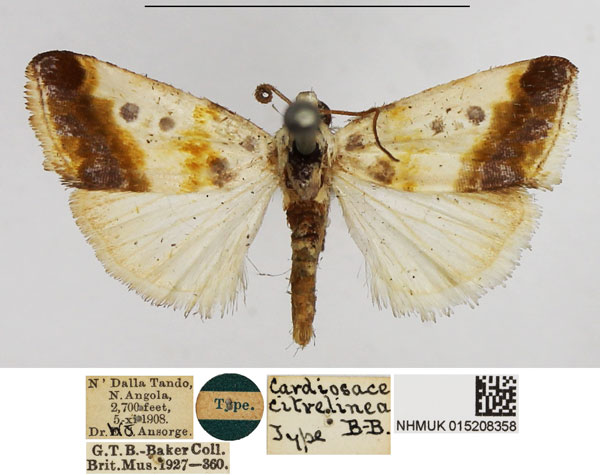 /filer/webapps/moths/media/images/C/citrelinea_Cardiosace_HT_NHMUK.jpg