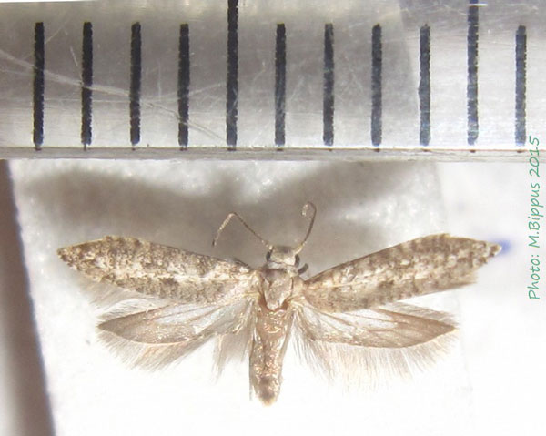 /filer/webapps/moths/media/images/C/citri_Prays_A_Bippus_02.jpg