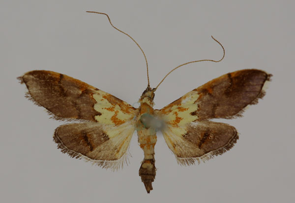 /filer/webapps/moths/media/images/C/citrina_Agrotera_A_BMNH.jpg