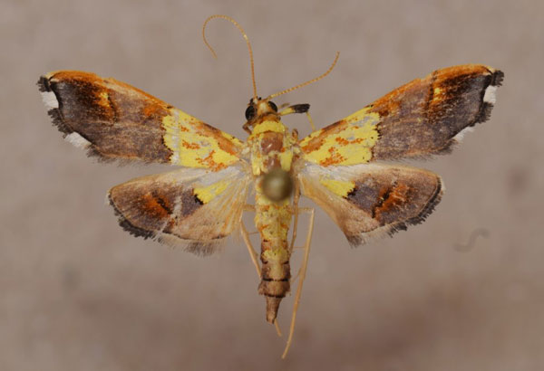 /filer/webapps/moths/media/images/C/citrina_Agrotera_A_Butler.jpg