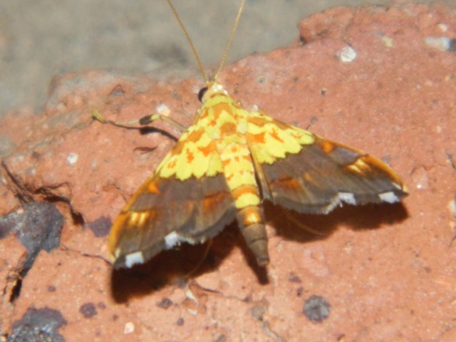 /filer/webapps/moths/media/images/C/citrina_Agrotera_A_Grobler.jpg