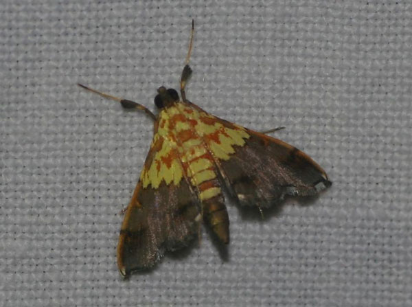 /filer/webapps/moths/media/images/C/citrina_Agrotera_A_Jorpeland.jpg