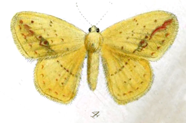 /filer/webapps/moths/media/images/C/citrina_Chrysopoloma_STF_Druce_38-4.jpg