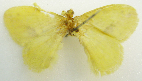 /filer/webapps/moths/media/images/C/citrina_Chrysopoloma_STF_NHMUKb.jpg