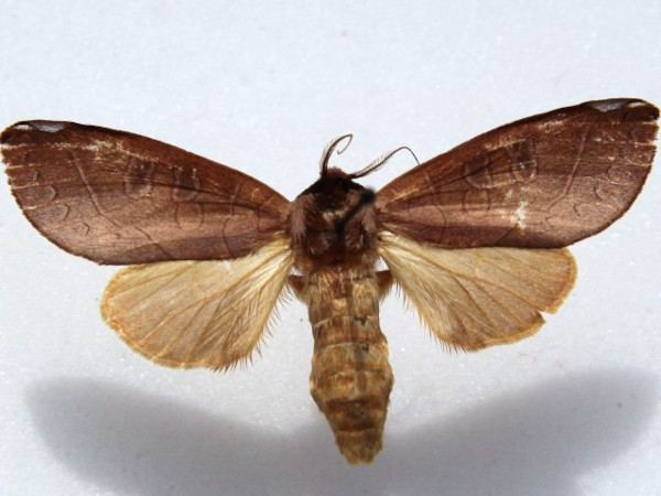 /filer/webapps/moths/media/images/C/citrina_Janthinisca_AF_Goff_03.jpg
