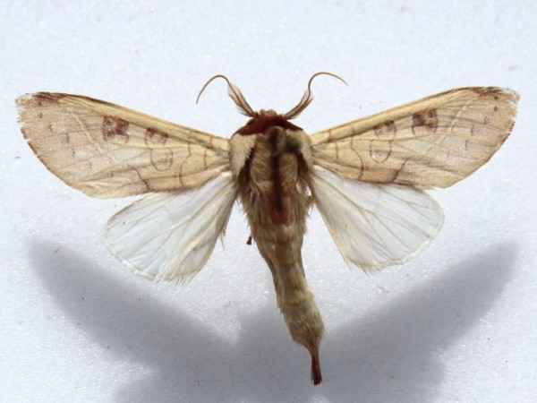 /filer/webapps/moths/media/images/C/citrina_Janthinisca_AM_Goff_01.jpg