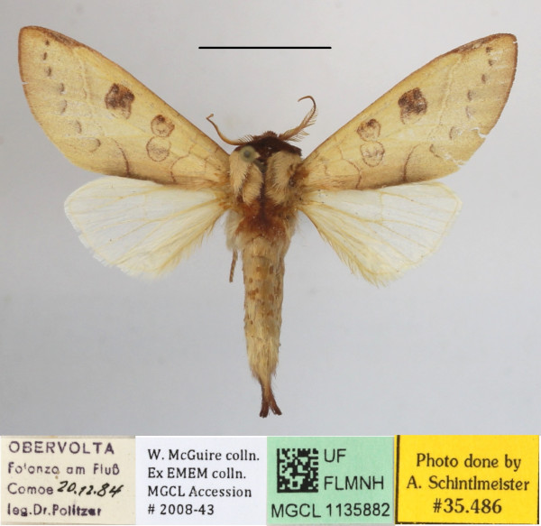 /filer/webapps/moths/media/images/C/citrina_Janthinisca_A_MGCLa_01.JPG