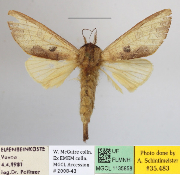 /filer/webapps/moths/media/images/C/citrina_Janthinisca_A_MGCLa_02.JPG