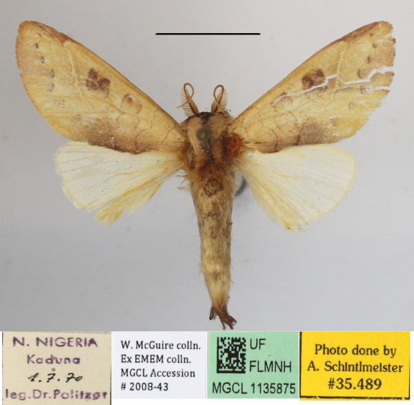 /filer/webapps/moths/media/images/C/citrina_Janthinisca_A_MGCLa_03.JPG