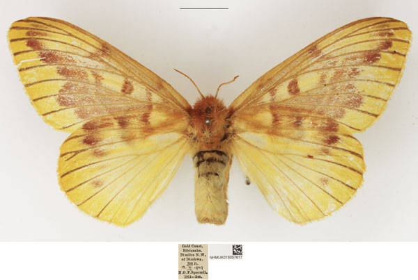 /filer/webapps/moths/media/images/C/citrina_Lechriolepis_AF_NHMUK_01.jpg