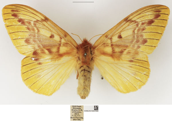 /filer/webapps/moths/media/images/C/citrina_Lechriolepis_AF_NHMUK_02.jpg