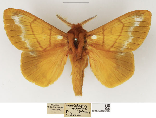 /filer/webapps/moths/media/images/C/citrina_Lechriolepis_AM_NHMUK_01.jpg