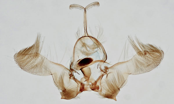 /filer/webapps/moths/media/images/C/citrina_Phalarocarpa_GMHT_MHNG_2025-12.jpg