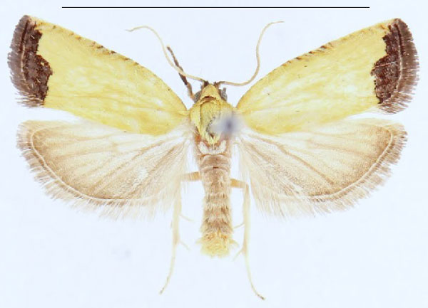 /filer/webapps/moths/media/images/C/citrina_Phalarocarpa_PTM_MHNG_1njt7Sg.jpg