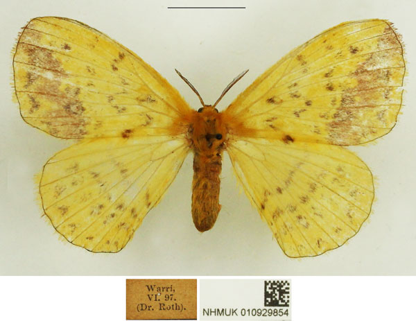 /filer/webapps/moths/media/images/C/citrina_Stenoglene_AF_NHMUK.jpg