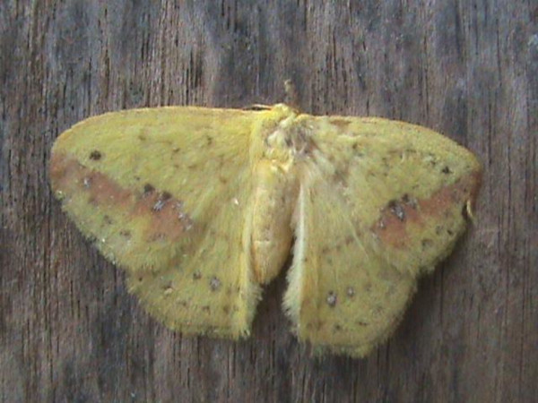 /filer/webapps/moths/media/images/C/citrina_Stenoglene_A_Guyonnet.jpg
