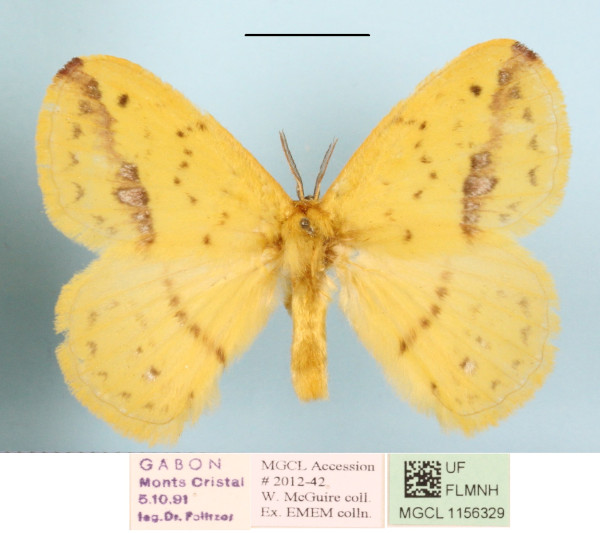 /filer/webapps/moths/media/images/C/citrina_Stenoglene_A_MGCLa_01.jpg