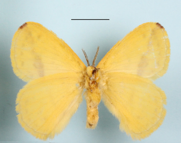 /filer/webapps/moths/media/images/C/citrina_Stenoglene_A_MGCLb_01.jpg