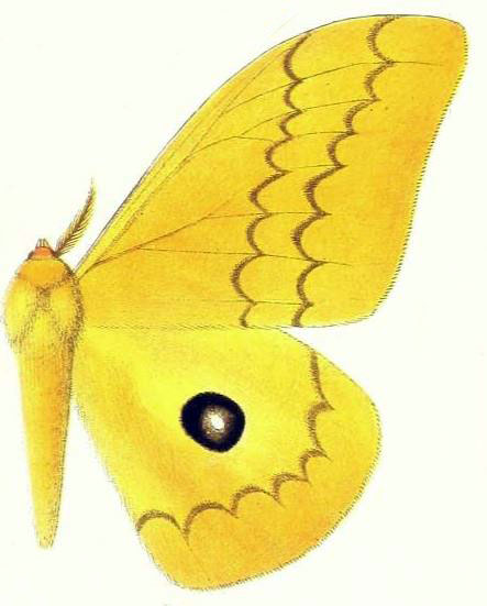 /filer/webapps/moths/media/images/C/citrinarius_Lobobunaea_HT_Gaede_1927_55b.jpg