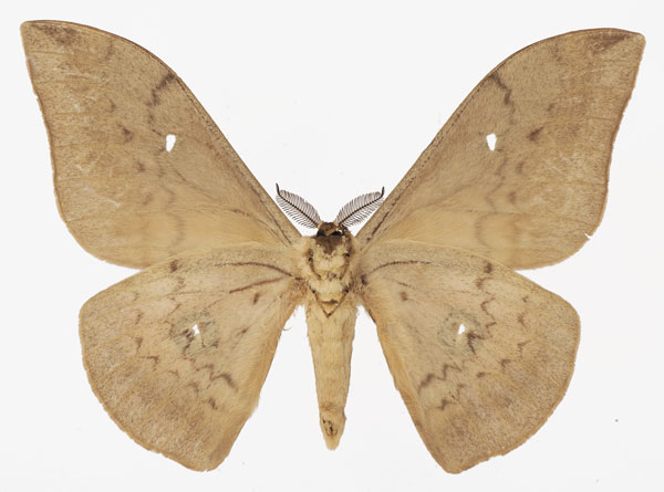 /filer/webapps/moths/media/images/C/citrinarius_Pseudobunaea_AM_Basquinb.jpg