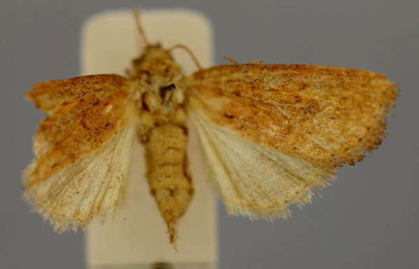 /filer/webapps/moths/media/images/C/citrinea_Melionica_A_RMCA.jpg