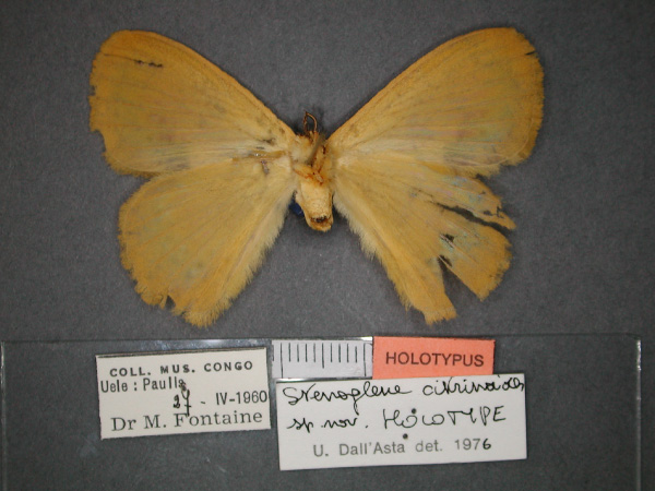 /filer/webapps/moths/media/images/C/citrinoides_Stenoglene_HT_RMCA_02.jpg