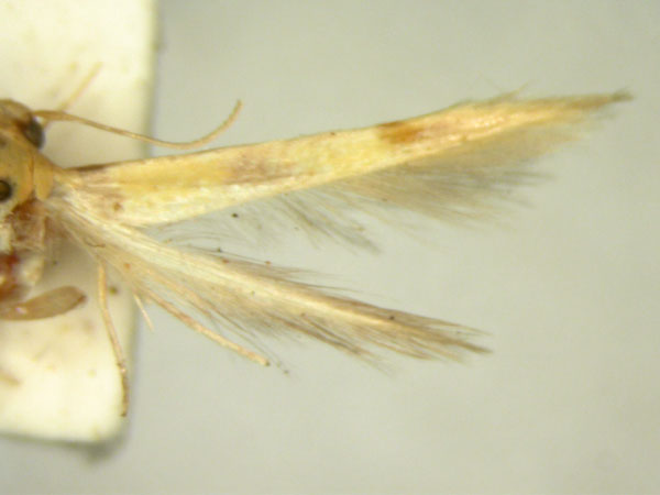 /filer/webapps/moths/media/images/C/citrinopis_Stathmopoda_HT238_TMCA_02.jpg