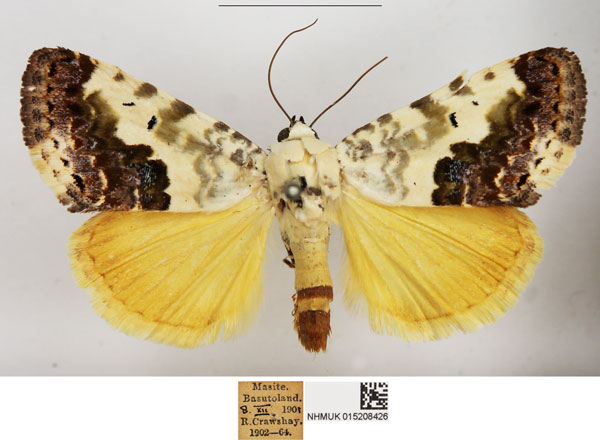 /filer/webapps/moths/media/images/C/citripennis_Acontia_AM_NHMUK.jpg
