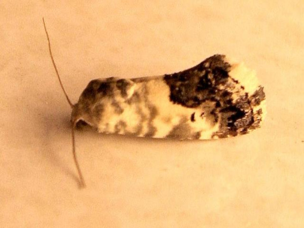 /filer/webapps/moths/media/images/C/citripennis_Acontia_A_Sydes.jpg