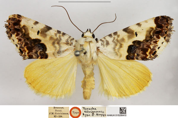 /filer/webapps/moths/media/images/C/citripennis_Tarache_HT_NHMUK.jpg