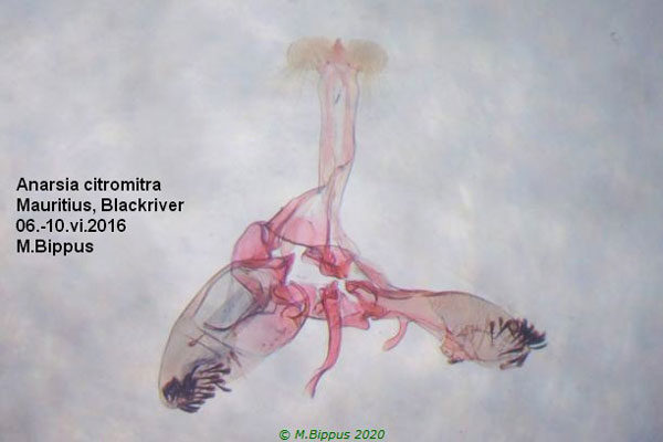 /filer/webapps/moths/media/images/C/citromitra_Anarsia_GM_Bippus.jpg