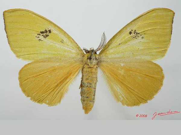 /filer/webapps/moths/media/images/C/citrona_Conigephyra_A_Albert.JPG