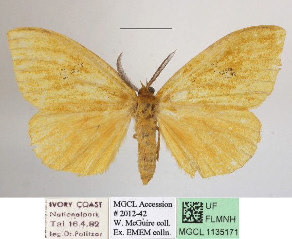 /filer/webapps/moths/media/images/C/citrona_Conigephyra_A_MGCLa_01.JPG