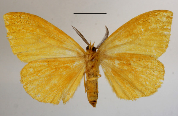 /filer/webapps/moths/media/images/C/citrona_Conigephyra_A_MGCLb_01.JPG