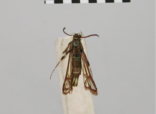 /filer/webapps/moths/media/images/C/citrura_Synanthedon_HT_BMNH.jpg