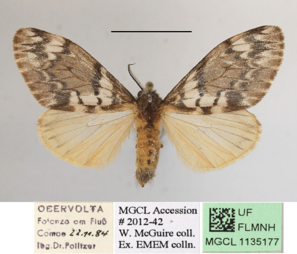 /filer/webapps/moths/media/images/C/civilis_Rhypopteryx_AF_MGCLa_02.JPG