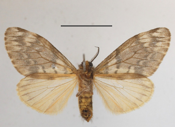 /filer/webapps/moths/media/images/C/civilis_Rhypopteryx_AF_MGCLb_02.JPG