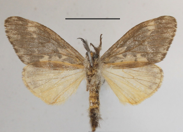 /filer/webapps/moths/media/images/C/civilis_Rhypopteryx_AM_MGCLb_01.JPG