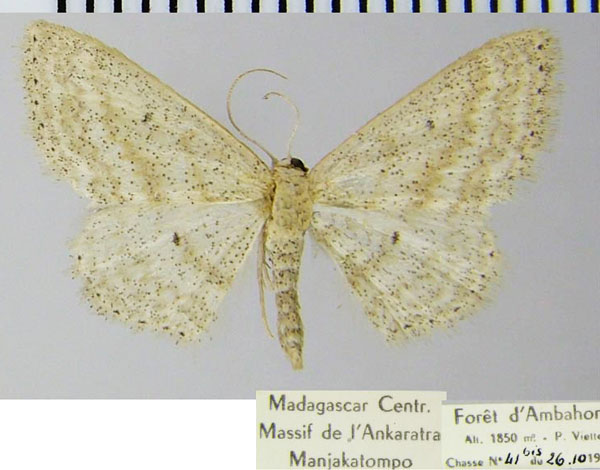 /filer/webapps/moths/media/images/C/clandestina_Scopula_AF_ZSMa.jpg