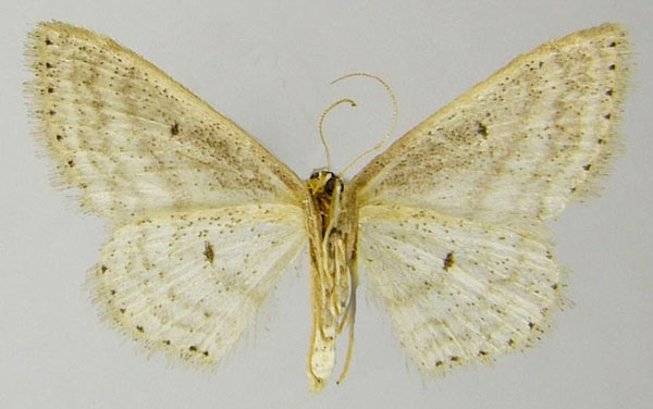 /filer/webapps/moths/media/images/C/clandestina_Scopula_AF_ZSMb.jpg