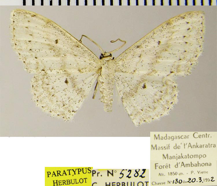 /filer/webapps/moths/media/images/C/clandestina_Scopula_PTM_ZSMa.jpg