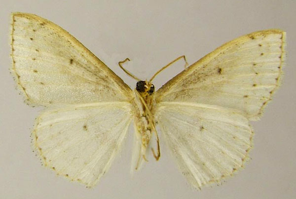 /filer/webapps/moths/media/images/C/clandestina_Scopula_PTM_ZSMb.jpg