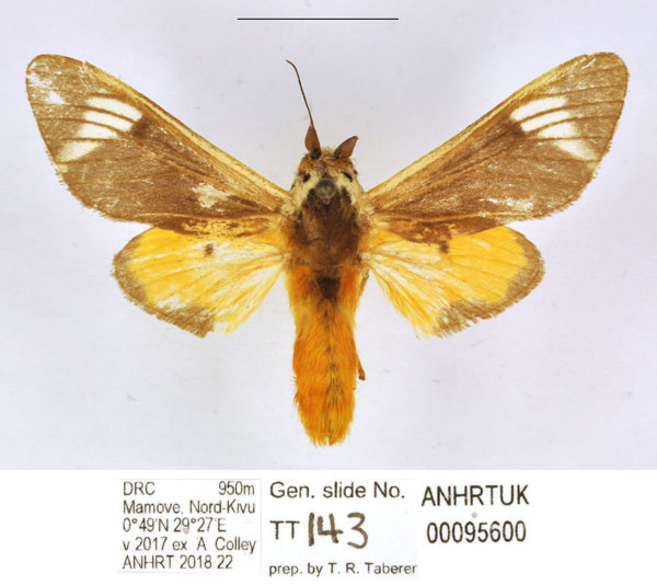 /filer/webapps/moths/media/images/C/clara_Casphalia_HT_ANHRT.jpg