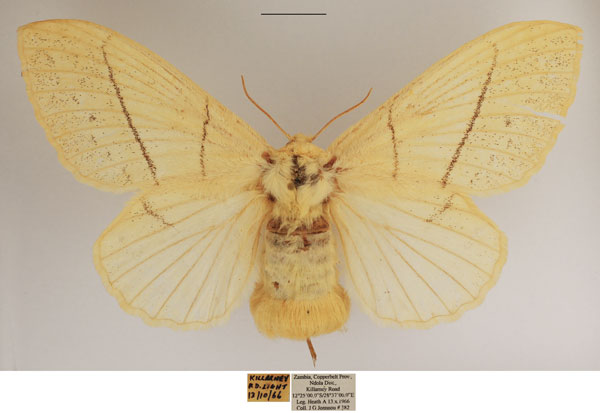 /filer/webapps/moths/media/images/C/clara_Philotherma_AF_TMSA.jpg