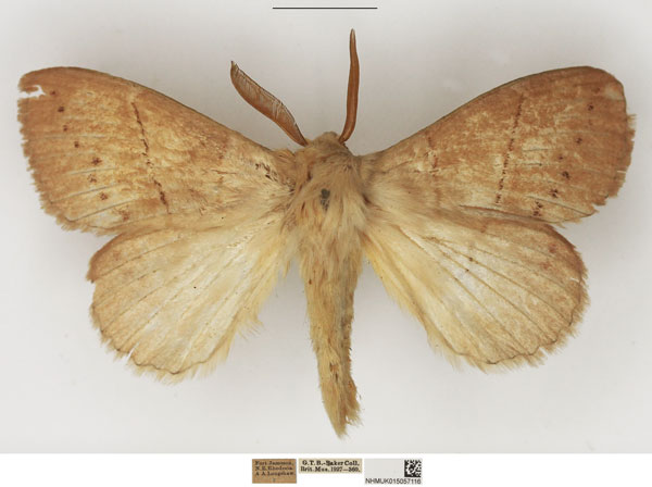 /filer/webapps/moths/media/images/C/clara_Philotherma_AM_NHMUK.jpg