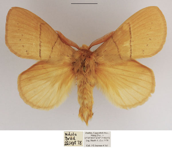 /filer/webapps/moths/media/images/C/clara_Philotherma_AM_TMSA_01.jpg
