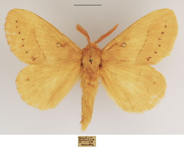 /filer/webapps/moths/media/images/C/clara_Philotherma_AM_TMSA_02.jpg