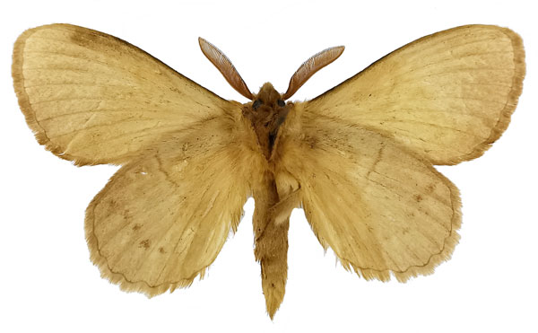 /filer/webapps/moths/media/images/C/clara_Philotherma_HT_NHMUKb.jpg
