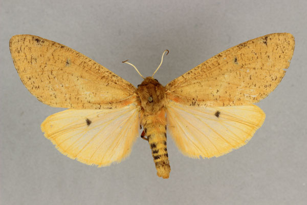 /filer/webapps/moths/media/images/C/clara_Teracotona_AF_BMNH.jpg
