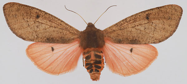 /filer/webapps/moths/media/images/C/clara_Teracotona_AF_deFreina.jpg